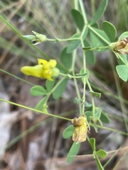 Baptisia lecontei