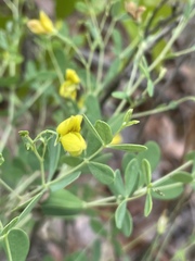 Baptisia lecontei