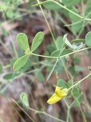 Baptisia lecontei