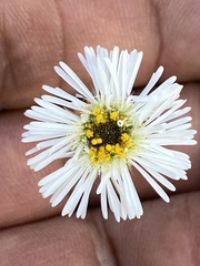 Erigeron longipes