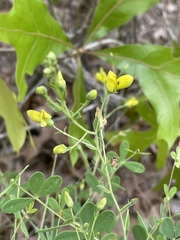 Baptisia lecontei