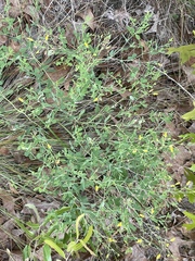 Baptisia lecontei