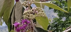 Callicarpa tomentosa
