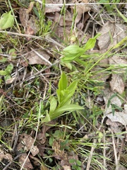 Sericocarpus rigidus