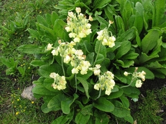 Primula sikkimensis