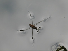 Limnometra
