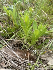 Sericocarpus rigidus