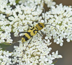 Chlorophorus varius