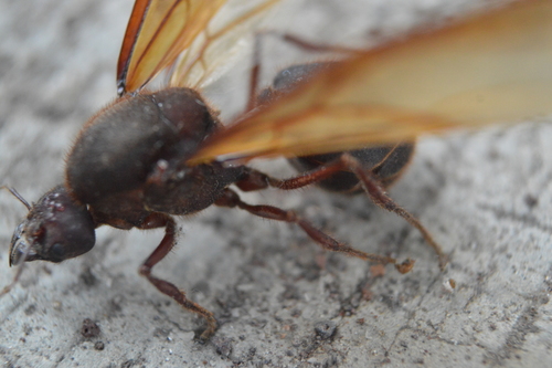 Chicatana Leafcutter Ant