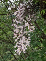 Dendrobium amoenum