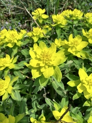 Euphorbia epithymoides