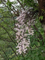 Dendrobium amoenum