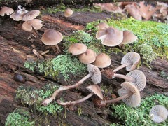 Mycena semivestipes
