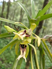 Vanda cristata