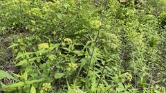 Thaspium chapmanii