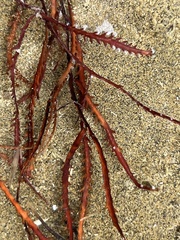 Vidalia colensoi