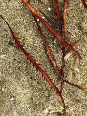 Vidalia colensoi