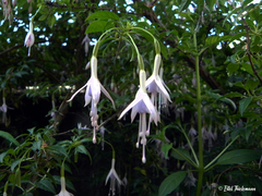 Fuchsia magellanica