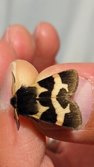 Watsonarctia deserta