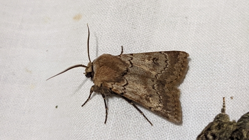 Light Feathered Rustic