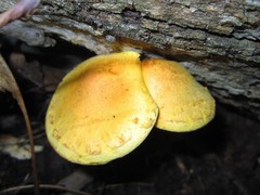 Pleuroflammula multifolia