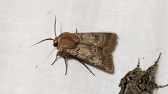 Agrotis cinerea