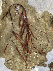 Vidalia colensoi