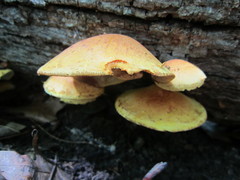 Pleuroflammula multifolia