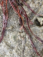 Vidalia colensoi