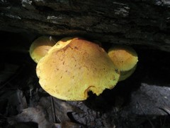 Pleuroflammula multifolia