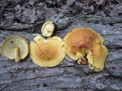 Pleuroflammula multifolia