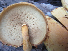 Pleuroflammula multifolia