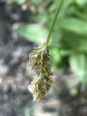 Carex alma