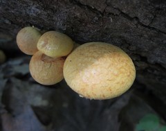 Pleuroflammula multifolia