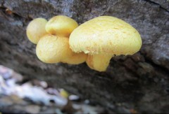 Pleuroflammula multifolia