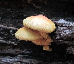 Pleuroflammula multifolia
