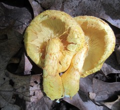 Pleuroflammula multifolia