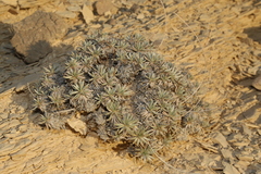 Eriogonum havardii