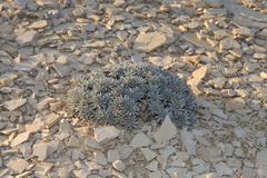 Eriogonum havardii