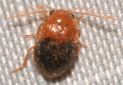 Prionocyphon discoideus