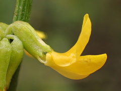 Acmispon glaber glaber