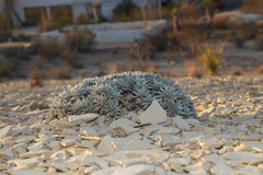 Eriogonum havardii
