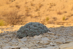 Eriogonum havardii