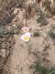 Calochortus nuttallii