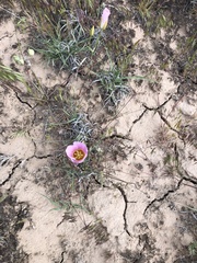 Calochortus nuttallii
