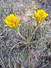 Nothocalais cuspidata