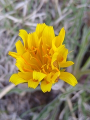 Nothocalais cuspidata