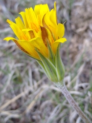 Nothocalais cuspidata