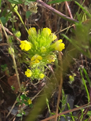 Castilleja rubicundula