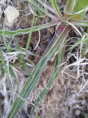 Nothocalais cuspidata